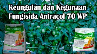 Keungulan dan Kegunaan Fungisida Antracol 70 WP [upl. by Jarietta309]