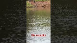 River monstercrocodilefishing angular shape fishing [upl. by Docila]