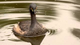 Australasian Grebe Tachybaptus novaehollandiae ♂  Australischer Zwergtaucher [upl. by Bob984]