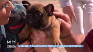 À Royan le Bouledogue Français a une gueule damour [upl. by Alul]