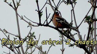 PINSON des ARBRES chant et cri [upl. by Pihc893]