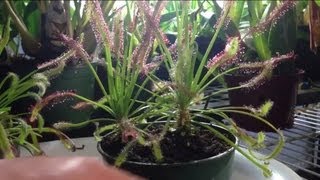 Tips and Tricks to feed a trim a Carnivorous Sundew Drosera capensis or other sundews [upl. by Wayolle707]