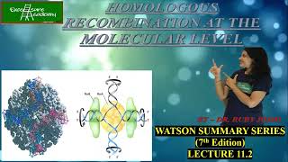 HOMOLOGOUS RECOMBINATION MOLECULAR LEVEL Chap11 Lect2 WatsonSummarySeries HollidayJunction [upl. by Jacky]