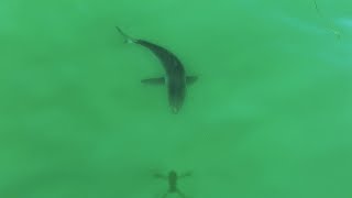 Large Great White Shark Chases Drone Shadow Like a Laser Pointer [upl. by Nekial]