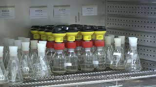 The research on biodegradability of MaterBi in Novamont [upl. by Kirtap]