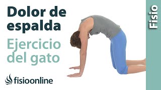 Ejercicio para el dolor de espalda Ejercicio del gato [upl. by Leak]