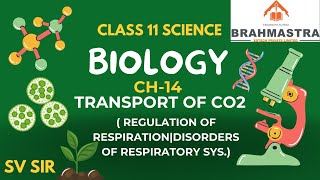 STD 11  BIOLOGY  CH 14  Transport of CO2 REGULATION OF RESPIRATIONDISORDERS OF RESPIRATORY SYS [upl. by Luella]