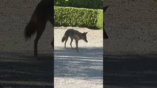 Una visita inesperada un coyote 😍 [upl. by Hofmann]