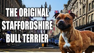 REUPLOAD THE STAFFORDSHIRE BULL TERRIER  A QUICK LOOK AT THE HISTORY AND BREED STANDARD [upl. by Britteny395]