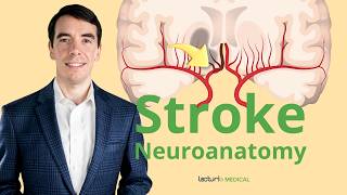 The Neuroanatomy of a Stroke Stroke Syndromes and Location Identification [upl. by Ahsil18]