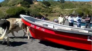 Sacando los botes con bueyesmp4 [upl. by Herrod]