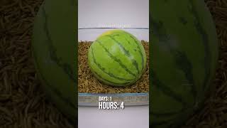 10 000 Mealworms vs WATERMELON [upl. by Ivanna]