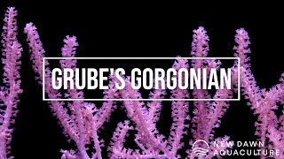 Grubes Gorgonian [upl. by Atis]