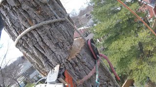 Safebloc Basic Setup  Arborist Rigging Basics [upl. by Rodge579]