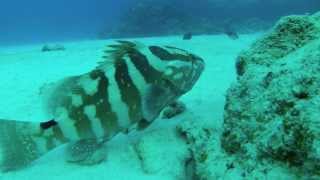 Grand Cayman Diving  Turtle Reef [upl. by Naraa655]