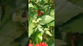 Hibiscus flower flowers trending viralvideosong [upl. by Lanni]