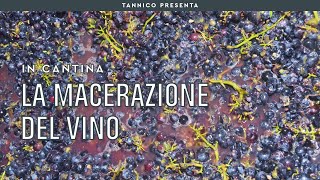 La macerazione del vino dalla macerazione carbonica a quella del vino rosso  Tannico Flying School [upl. by Ahtnams]