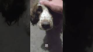 可怜的退役缉毒犬芝士 [upl. by Lounge]