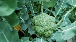 Comment semer le BROCOLI [upl. by Nivle]