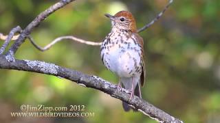 Wood Thrush [upl. by Enerod]