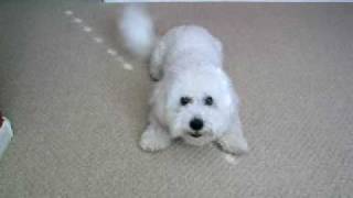 Reece the Bichon Buzzer [upl. by Burnside633]