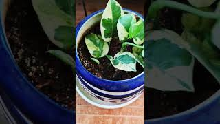 Njoy pothos propagation pothosnjoypropagation waterpropagation [upl. by Eramal290]