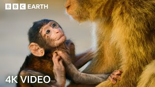 Two Hours of Amazing Animal Moments  4K UHD  BBC Earth [upl. by Algy]