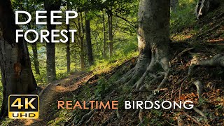 4K Deep Forest  8 Hours NO LOOP Birdsong  Robin amp Blackbird Singing  Relaxing Nature Ambiance [upl. by Nattie845]