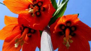 FRITILLARIA IMPERIALIS RUBRA [upl. by Barimah133]