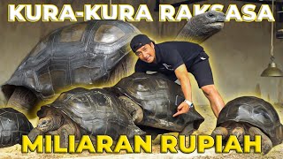 SATUSATUNYA DI INDONESIA KURAKURA RAKSASA PALING RARE CUMAN ADA DISINI ❗😱 [upl. by Rosemaria]