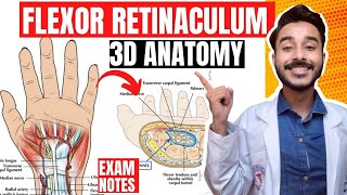 flexor retinaculum anatomy 3d  flexor retinaculum of hand anatomy  anatomy of flexor retinaculum [upl. by Pugh]