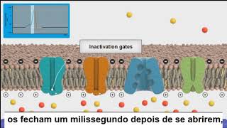 Resumo das fases de um potencial de ação despolarização repolarização e hiperpolarização [upl. by Aneg83]