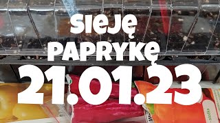 Kiedyjakie odmiany i jak sieję paprykę [upl. by Odlauso336]