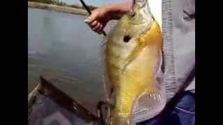 Fishing Lake Conroe Texas  Big Bluegill Sunfish [upl. by Ayim248]