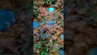 Farming GEMS for sell crystals gemstone ceylongems srilankagems naturalgems preciousstones [upl. by Menell37]