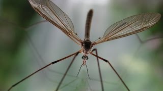 Bug That Eats Aphids Crane Fly [upl. by Negaem]