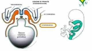 La formazione delle gonadi ovaio e testicolo  RVM [upl. by Weisler]