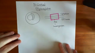 NLinked Glycosylation Part 1 [upl. by Marchall424]