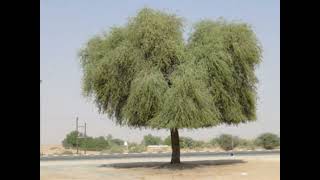 शमी Prosopis cineraria a multipurpose tree for arid and dry areas and as a source of livelihood [upl. by Platas]