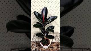 Rubber plant9061203655 indoorplants [upl. by Mikkel]