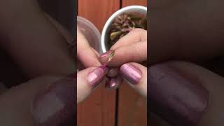 How to save Zinnia seeds seedsaving seeds flowerseeds gardening zinnia [upl. by Ariaet]