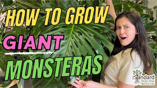 How To Grow Giant Monsteras [upl. by Aihsenor]