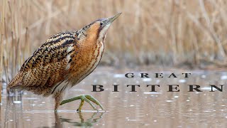 BITTERN birds in the winter reed beds [upl. by Ainwat991]