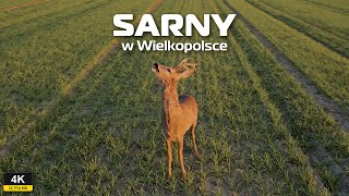 Sarny w Wielkopolsce  Polska 4K  Mavic 3 Pro Drone Cinematic  Roe deer in Poland [upl. by Ycart]