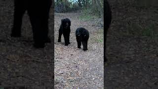 Well trained dogs dogs nature FreeDocumentaryNature OutdoorBoys [upl. by Aratas]