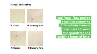 FungiFlow offers powerful method for probing gut fungi [upl. by Alaric925]