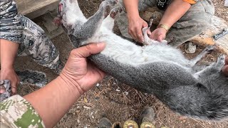 BandTailed Pigeons Search Found squirrels instead [upl. by Dimitris34]