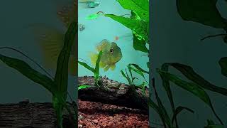 Gymnogeophagus balzanii fish cichlids fishtank acuariofilia aquariumhobby [upl. by Ykcim]