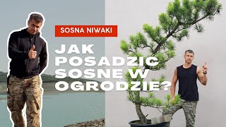 Sosna NIWAKI Jak posadzić [upl. by Annairba]