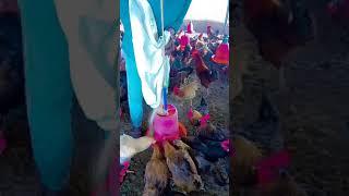 Murgi ya khana kha rohi hai murgi or murga 🐔✅murgikebachyapasmalarpar [upl. by Assital]